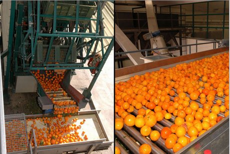 Agrumi-Gel esporta trasformati e succhi di agrumi in cinque continenti