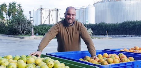 Da Freshplaza.it / Crescono in Sicilia i frutteti di melograno sull’onda del successo del succo